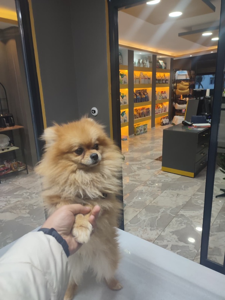 VillaPark Veteriner Kliniği Muayene Odası ve Pomeranian Hasta Kontrolü
