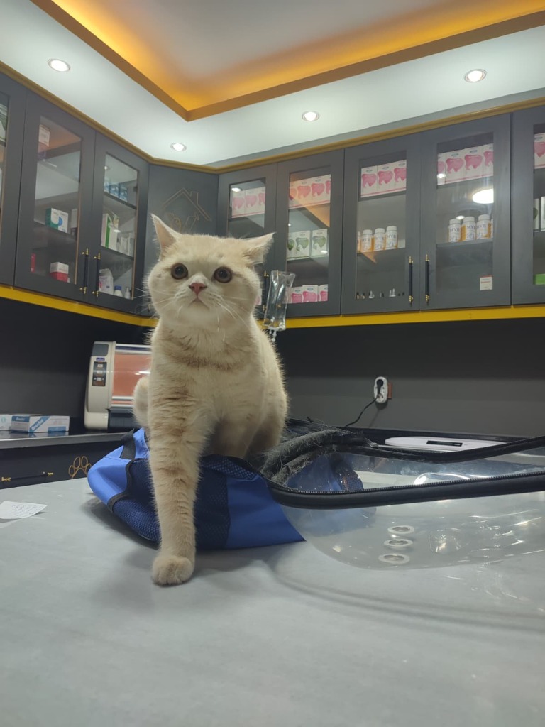 VillaPark Veteriner Kliniği Taşıma Çantasında Stresten Uzak Serum Alan Kedi